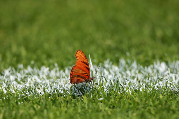 C罗14球制霸联赛!传奇射手依旧无人能挡