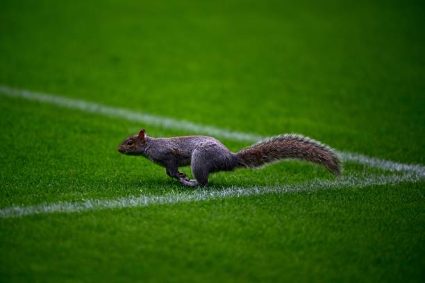 防守足球的精髓:从基础到大师级技巧