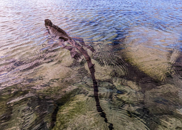 菲尔普斯与耐克合作推出新款游泳装备系列
