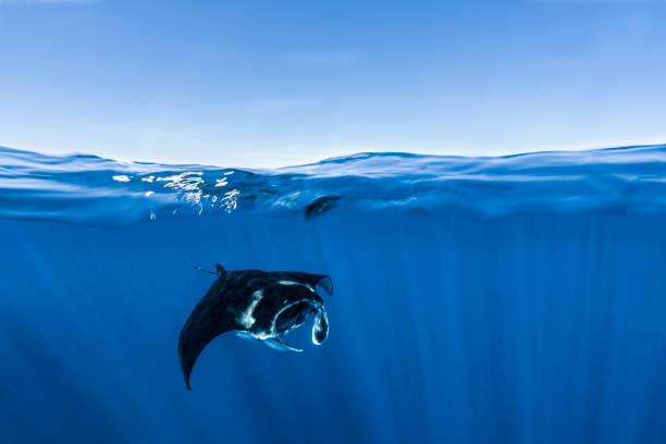 苏炳添:为国争光的体育精神象征